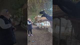 FEEDING A CAMEL AT THE FARM #camel #middleeast #farm #desert #shorts #feedinganimals #animallover