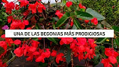 Begonia dragon wing - Jardinería - YouTube