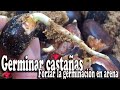 Germinar castañas  -  Forzar la germinación en arena