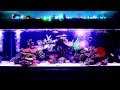 Malawi cichlids