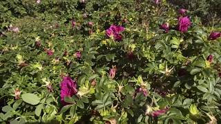 Download Lagu Rose roseraie de l’hay rosa rugosa MP3