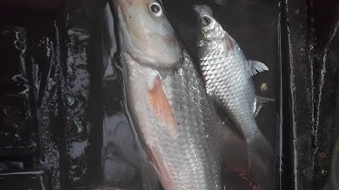 Đi thăm lưới lâu lấm rồi mới thấy dính cá cốc bự#casong#songnuocmientay 