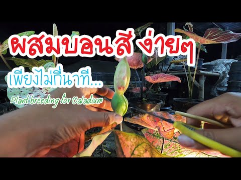 วีดีโอ: วิธีผสมพันธุ์ราชินีในกรงเลี้ยง: วิธีที่ง่ายที่สุด