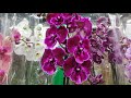 #орхидея #ФудСити 
Красоты Вам в уходящем году
Новый завоз Орхидей 
30 декабря 2019 г.