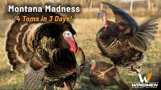 Hunting Montana Merriam's | Mid-Cycle Turkey Action (Wingmen)