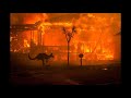 Los incendios de Australia y los animales