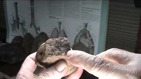 Mudfossils part 12   Find your own in 15 minutes or less