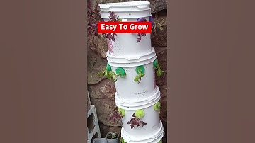 Space Saver! Vertical Gardening In A Bucket! #gardeningtips #gardening  #diyhydroponics #hydroponics