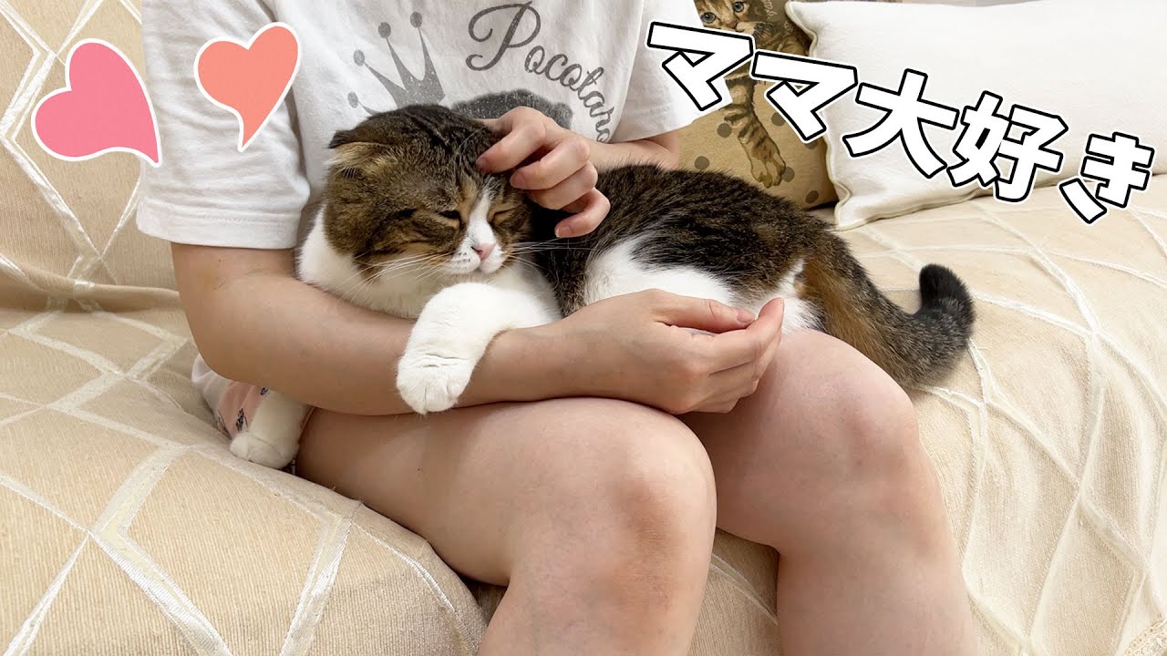 ママに触ってもらえて喜ぶ猫が可愛すぎる！😻 - YouTube