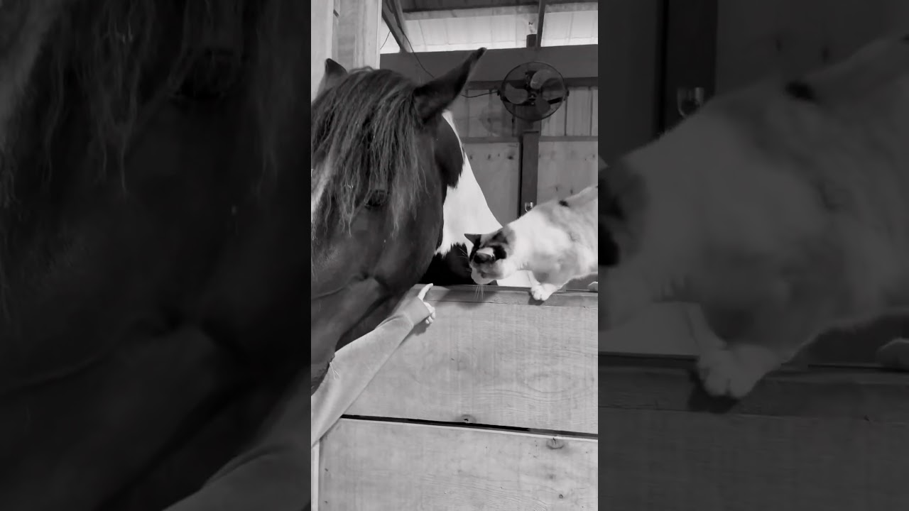 Magical moments  between kids & animals. 