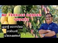     latest update of my terrace garden