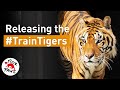 Traintigers the inspiring rescue journey to lionsrock big cat sanctuary