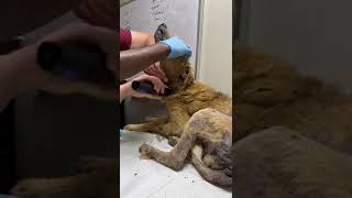 11 Year Old Dog Found With Almost No Teeth, Patches Of Fur Missing, Bones Sticking... [Story Below] by CUDDLY 178 views 4 days ago 1 minute, 22 seconds