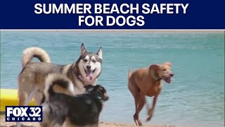 Summer beach safety for dogs: What vets want you to know
