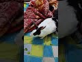 Pet Rabbit Ke Sath Time | Dil Ko Sukoon Mila ❤️ #petrabbit #petlove #shorts