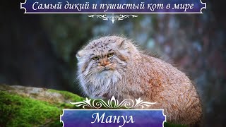 Манул - самый ДИКИЙ и злобный кот, самый ПУШИСТЫЙ кот в мире, паллосов кот, кот медведь.