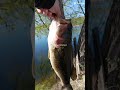 #bigbass #bassfishing #fishing #biggestfish #bass #viralshort #viralshorts