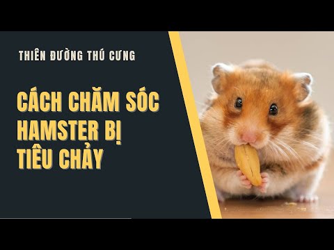 Hướng dẫn chăm sóc chuột hamster bị tiêu chảy | Thiên đường thú cưng