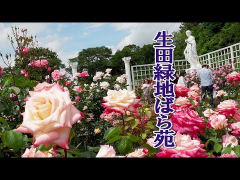 Ikuta Ryokuchi Park Rose Garden 2019 #4K #生田緑地ばら苑