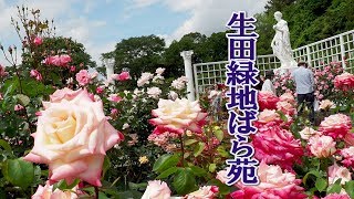 Ikuta Ryokuchi Park Rose Garden 2019 #4K #生田緑地ばら苑