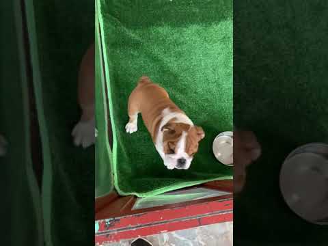 CACHORROS DISPONIBLES ❤️😍 puppy paradise