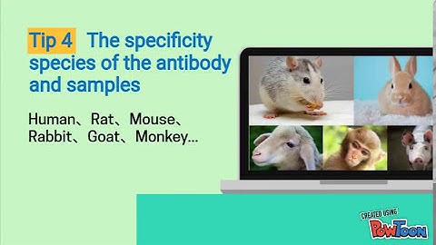 5 tips for selecting a suitable antibody.
