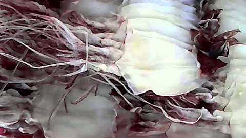 MỰC KHÔ, MỰC MỘT NẮNG, MỰC TƯƠI VNBESTFOOD