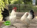 An exclusive documentary on the various exotic and indigenous breeds of poultry