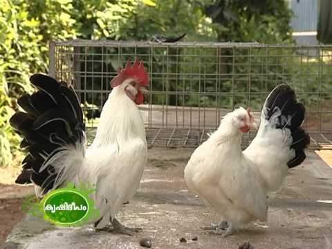 An exclusive documentary on the various exotic and indigenous breeds of poultry