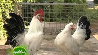 An exclusive documentary on the various exotic and indigenous breeds of poultry