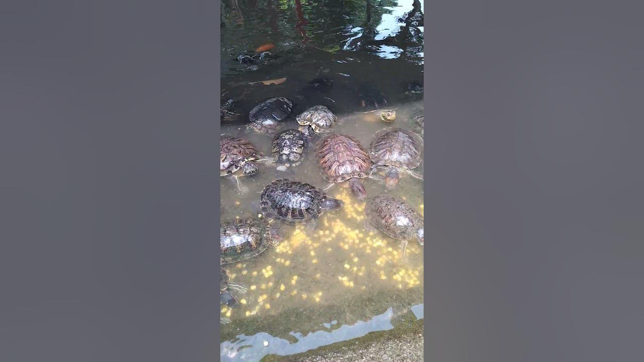 kusu-island-singapore-southern-island-1-sept-23-feeding-tortoises