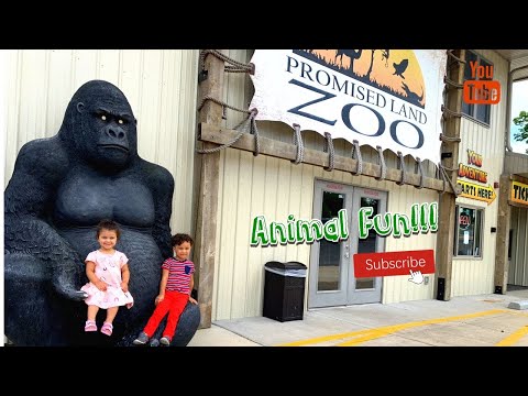 Exploring Promised Land Zoo Branson with Kids
