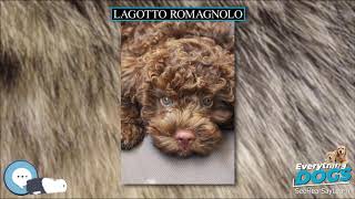 Lagotto Romagnolo  Everything Dog Breeds 