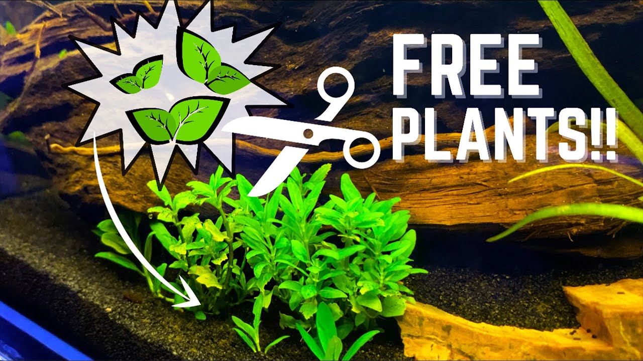 3 Easy Aquatic Plants To Trim And Replant! / Great BEGINNER Propagation