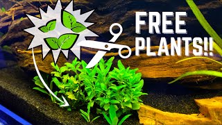 3 Easy Aquatic Plants To Trim And Replant! / Great BEGINNER Propagation!