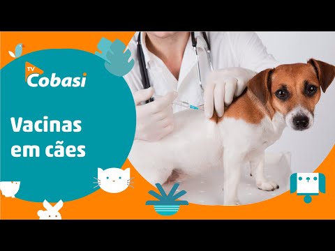 Quais vacinas o cachorro deve tomar: vacina V10, antirrábica e outras