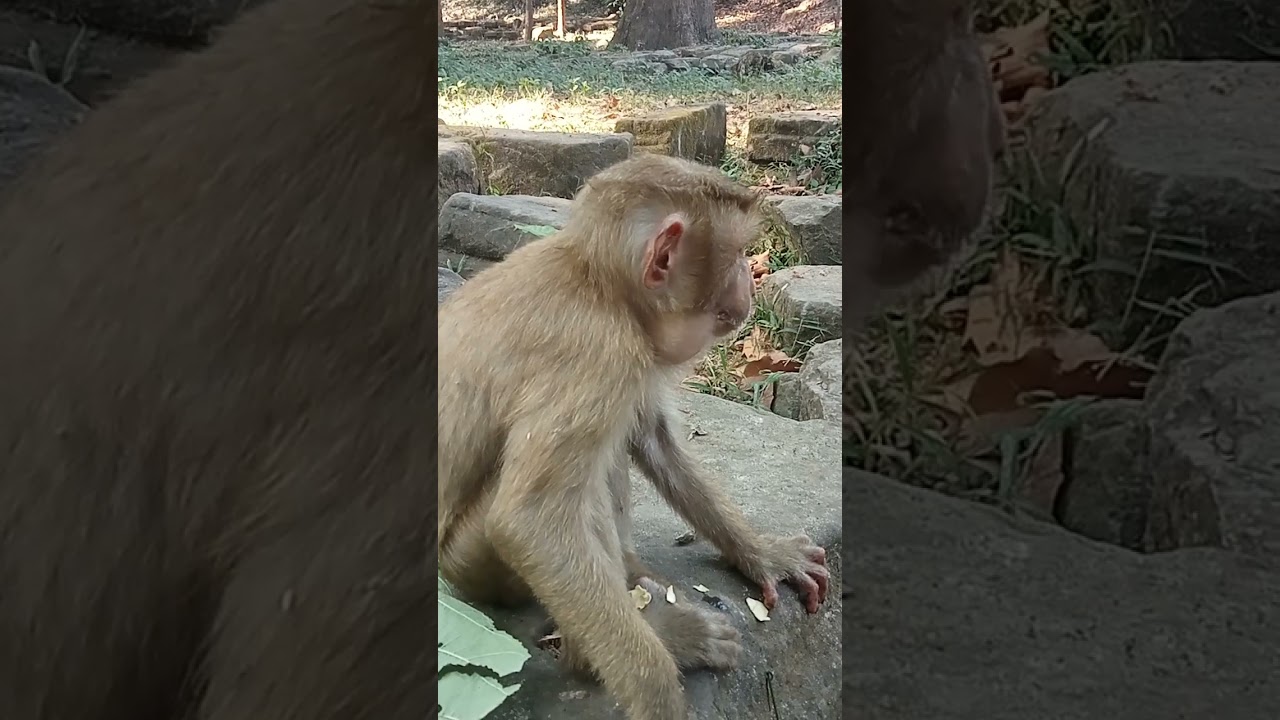 VID20240127151930 post 945  monkey | Monkey kalip | monkey daily |Monkey in Cambodia