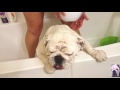 How to bathe a bulldog