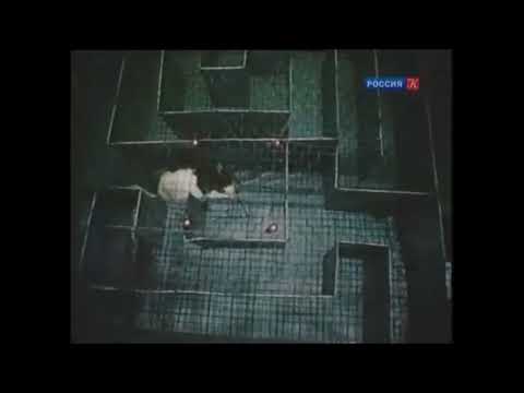 На что способны крысы. Пространственное мышление у крыс.