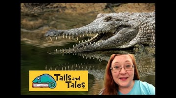 Sign up for Summer Reading: Tails & Tales 2021!