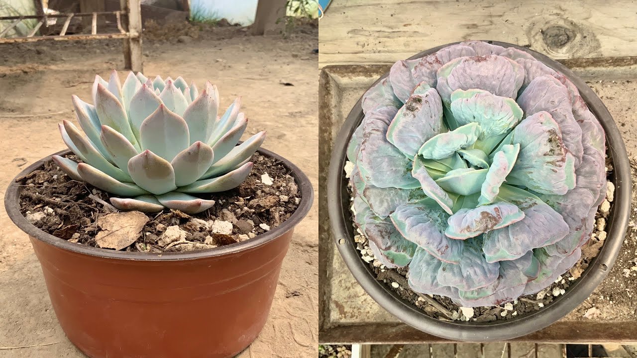 Decapitando y limpiando echeverias.