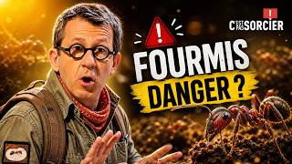 Les fourmis nous mettent en danger ? - C'est pas sorcier
