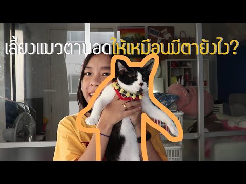 วีดีโอ: วิธีทำให้แมวตาบอด