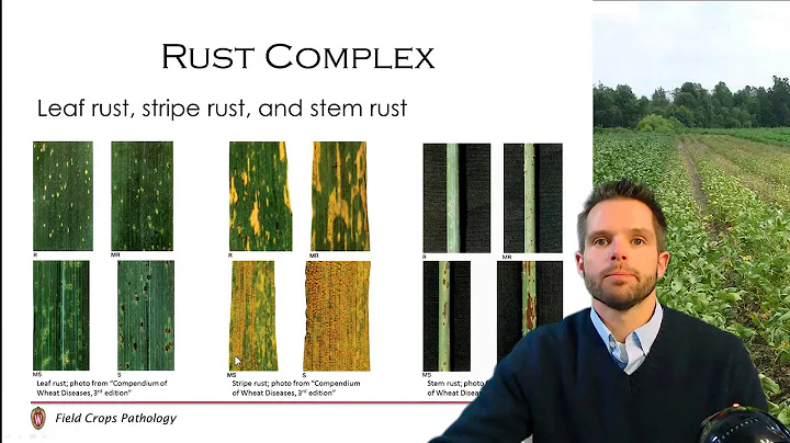 Wheat Disease Management (5/5)