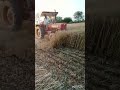 Wheat crop cutting   shortsyoutubeshorts