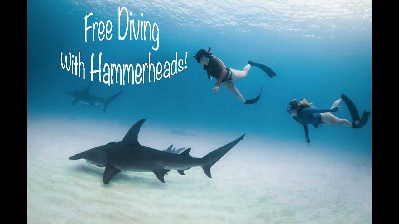 WAHOO Fishing For The FIRST Time EVER!! Girls FREEDIVE with HAMMERHEADS!! S2:E25