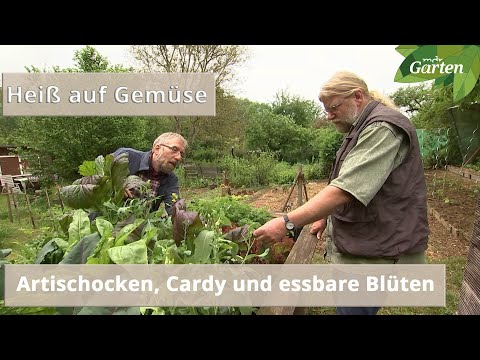 Video: Eine Artischocke Im Garten Anbauen
