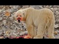 Deadliest Polar Bear Encounters!