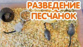 видео: Песчанки – размножение | Разведение песчанок картинка: Песчанки – размножение | Разведение песчанок