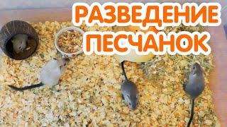 Песчанки - размножение | Разведение песчанок